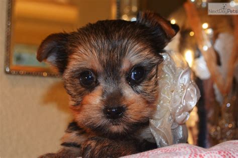 Puppies For Sale From Kings Adorable Yorkies Member Since July 2014