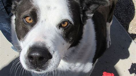 Scientists Take A Peek Behind Those Sad Puppy Dog Eyes Kingman Daily