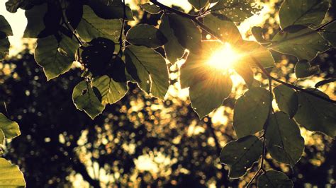 Wallpaper Sunlight Leaves Nature Plants Branch Light Tree