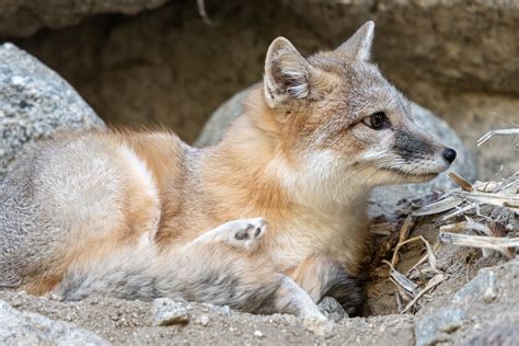D502121 Swift Fox Vulpes Velox At The Living Desert Zoo Flickr