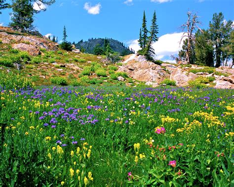 Idaho Mountain Wildflowers Photograph By Ed Riche