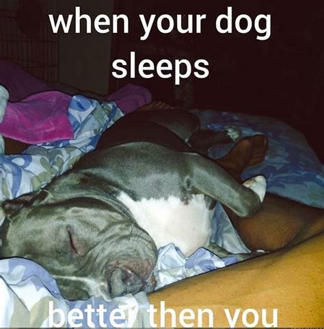 The 15 Funniest Pitbull Memes Of The Week Page 2 Of 3 Petpress In