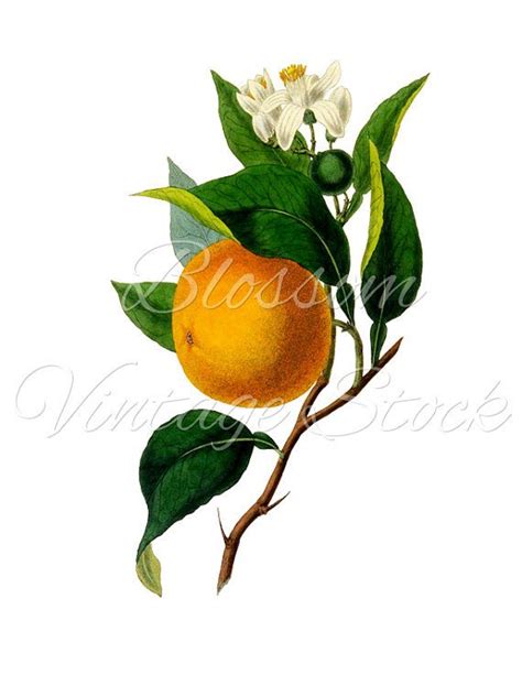 Vintage Orange Print In 2023 Botanical Orange Image Oranges