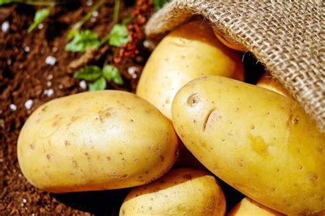 How To Grow Potatoes In A Bag