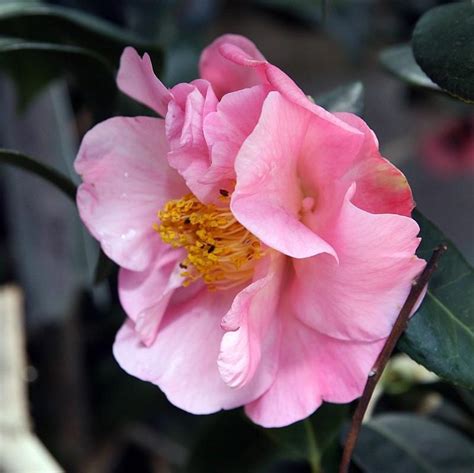 Camellia Japonica Pink Icicle ~ Pink Icicle Camellia Kings Sunset