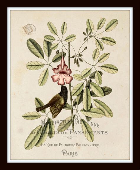 Vintage Bird And Botanical Print Set No1 Bellebotanica