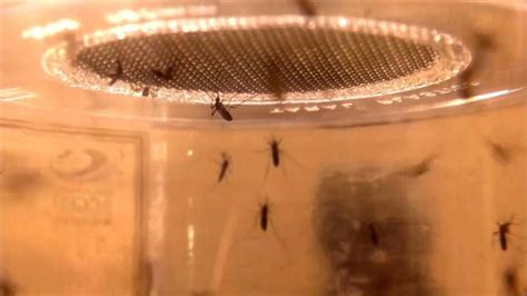 first case of zika transmission in u s confirmed in texas spread through sex officials say