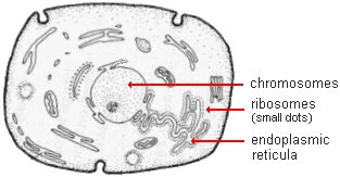 Ribosomes in animal cell were discovered by. Biological Basis of Heredity: Molecular Level of Genetics