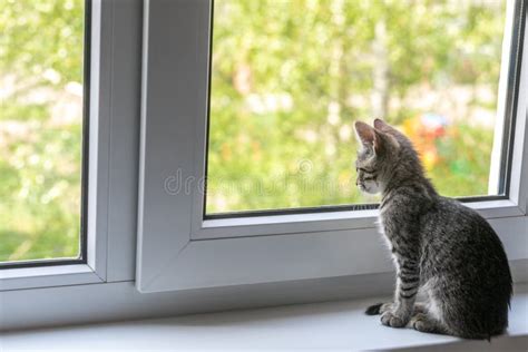 A Young Cat Sits On A Window Sill By The Window And Looks Out Into The