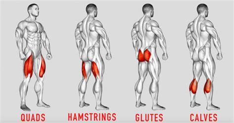 Major Lower Body Muscle Groups • Bodybuilding Wizard