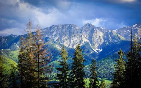 Online Crop Green Pine Tree And Gray Mountain Nature Landscape
