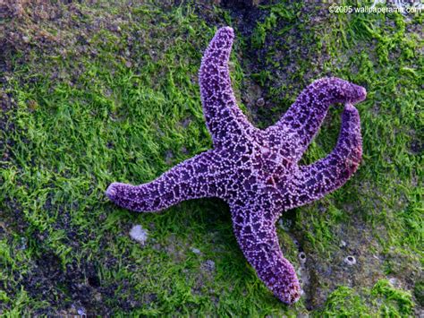 Sea Star Wallpaper Free Hd Backgrounds Images Pictures