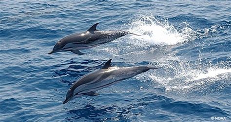 Seven Dolphin Species To Celebrate On National Dolphin Day Dolphins