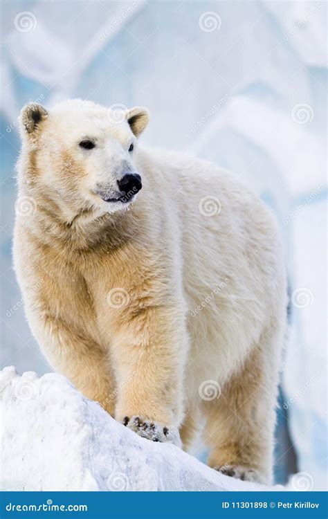 Polar Bear In Zoo Stock Photo Image Of Standing Novosibirsk 11301898