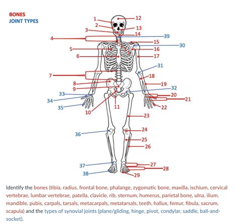 Solved Please I Need Help Labeling The Bones And Synovial Joints Of