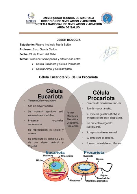 Cuadro De Semejanzas Y Diferencias Entre Celula Procariota Y Eucariota