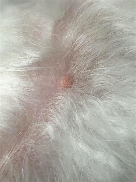 Just Noticed This Bump On My Dogs Back It Looks Like A Human Wart It