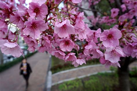 Japan Cherry Blossom Forecast When Where To Visit