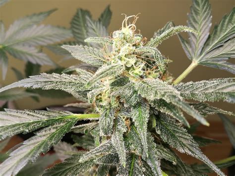 Autoflowering Ready For Harvest Cannabiscultivation