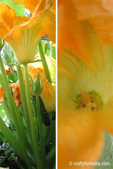 We did not find results for: How To Hand-Pollinate Zucchini Flowers | Crafty For Home