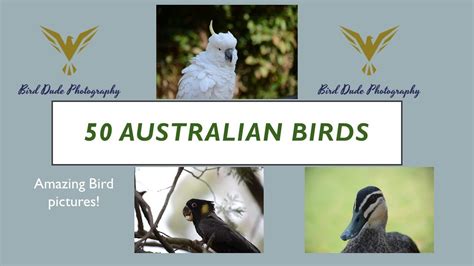 50 Australian Birds — Birds Of Australia Youtube