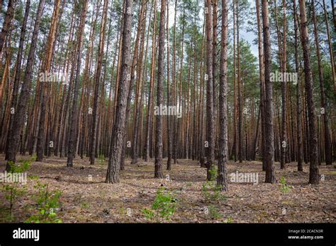 Dense Pine Forest Trunks Of Ship Pines Tall Conifers Forest Of