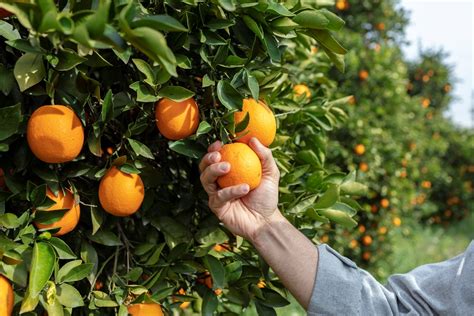 Americans Are Loving South African Oranges City Press