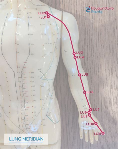Lung Meridian Points Lung Channel Points Acupuncture Points
