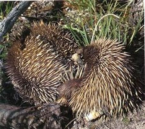 Image Gallery Echidna Love Trains June Scribbly Gum Abc Science