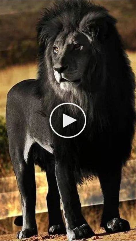 The Black Lion Rare Animals And Endangered Yet There Seem Albino