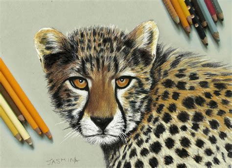 Young Cheetah Colored Pencil Drawing By Jasminasusak On Deviantart