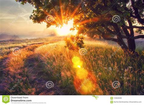 Vivid Sun Rays Through Branches Of Tree On Morning Meadow At Sunrise