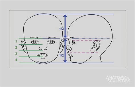 Pin On Face Proportions And C