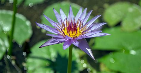 Beautiful purple and pink rose flower. Blue Lotus Flower: Uses, Benefits, and Safety