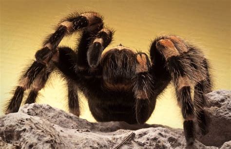 What Does A Tarantula Spider Look Like