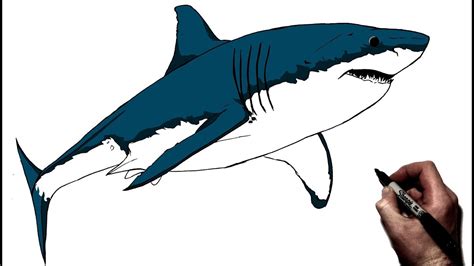 How To Draw A Great White Shark Step By Step Shark Drawing Great