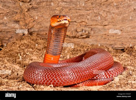 Red Spitting Cobra Naja Pallida Hi Res Stock Photography And Images Alamy