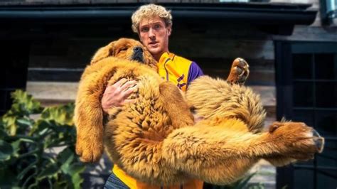 Video Of Logan Paul Dog Dying Recipes Site X