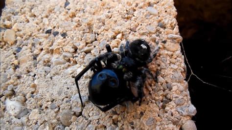 Jumping Spider Vs Black Widow Youtube