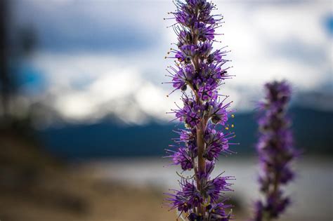 Purple Fringe Wildflowers At Turquoise Lake Colorado Oc 2048x1365