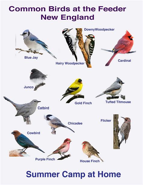 Backyard Birds Of Wisconsin Chart