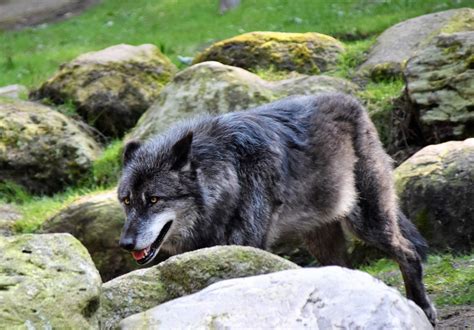Gray Wolf Near Rocks · Free Stock Photo