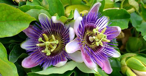 17 Of The Best Passionflower Species And Hybrids To Grow At Home