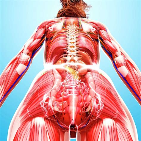 Female Anatomy Photograph By Pixologicstudio Science Photo