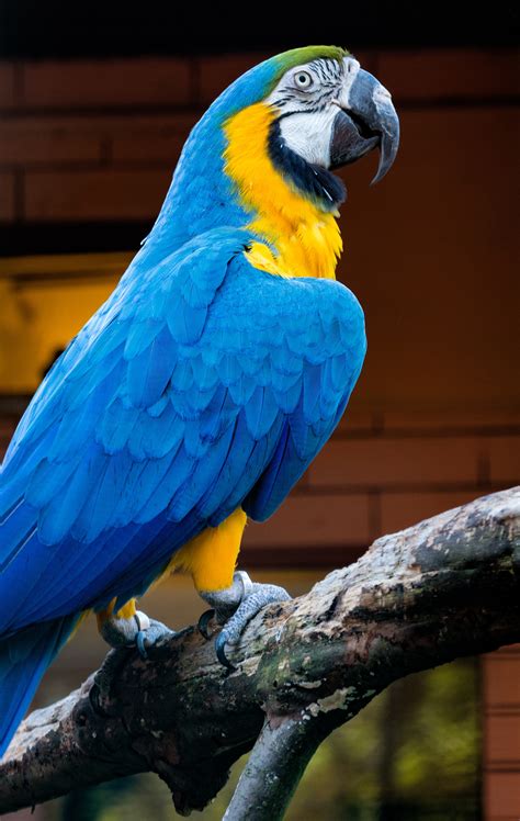 Free Images Bird Wing Zoo Beak Blue Colorful Yellow Fauna