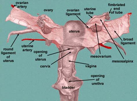 Medicina Islamica Anatomi Fisiologi Ovarium
