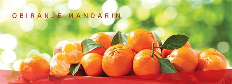 Obiranje mandarin | Palma d.o.o