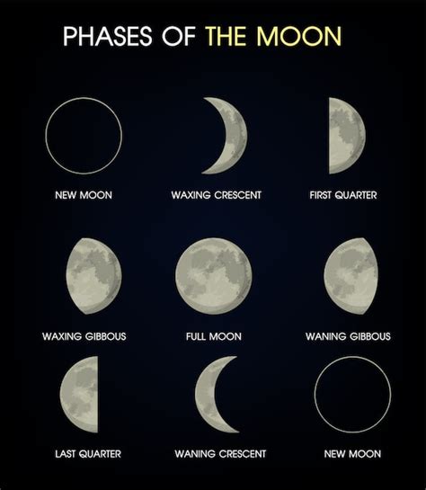 Premium Vector The Phases Of The Moon