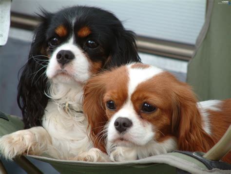 Spaniel, any of several sporting dogs used by hunters to flush game from cover. Cavalier King Charles spaniel, sweet - Dogs wallpapers ...