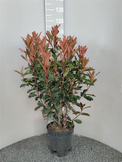 Photinia Serratifolia Crunchy — Bitkiler Toptan Satış Floraccess